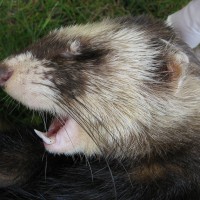 Ferret Polecat